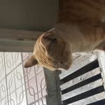 Orhan