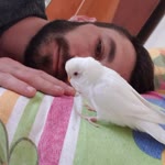Ersin