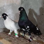 Denizkan