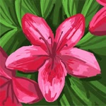 Rabia