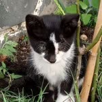 Havva
