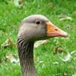 Orhan
