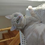 Zeynep
