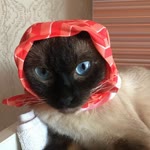 Kübra
