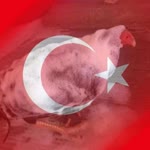 Köpüklü