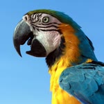 Antonie