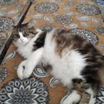 Afra