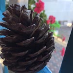 Büşra
