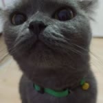 Kemal