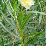 Fulya