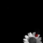 Hatice