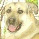 Onur