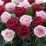 Meral