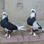 Alatürkiye