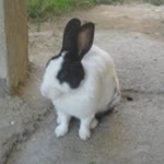 İrem