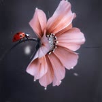 Sibel