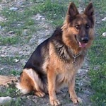 Hasan