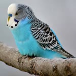 Serdar