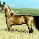 Sahin