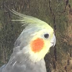 Ege