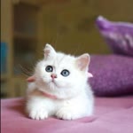 Meryem