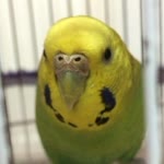 Melih