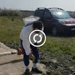 Arılar