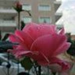 Zeyneb