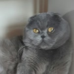 Arzu