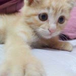Beyza