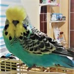 Bahar