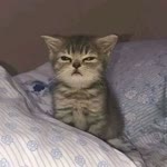 Metehan