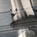 Kübra