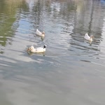 Şükran