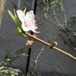 Gazel