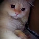 Duman