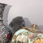 Zeynep