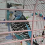 Ebru