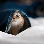 Cute