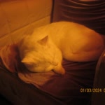 Efe