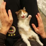 Alper