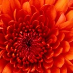 Emine