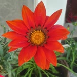 Melike