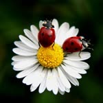 Burcu