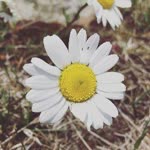 Özge