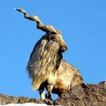 Orhan