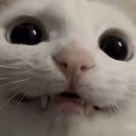 Ada