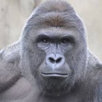 Furkan
