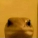 Hasan