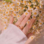 Habibe